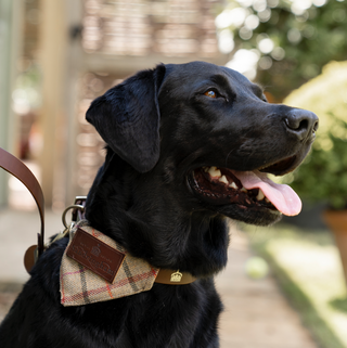 Happy Hound Dog Tweed Bandana Large