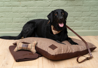 Happy Hound Dog Tweed Bone